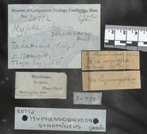 Image of Hyphessobrycon stramineus Durbin 1918