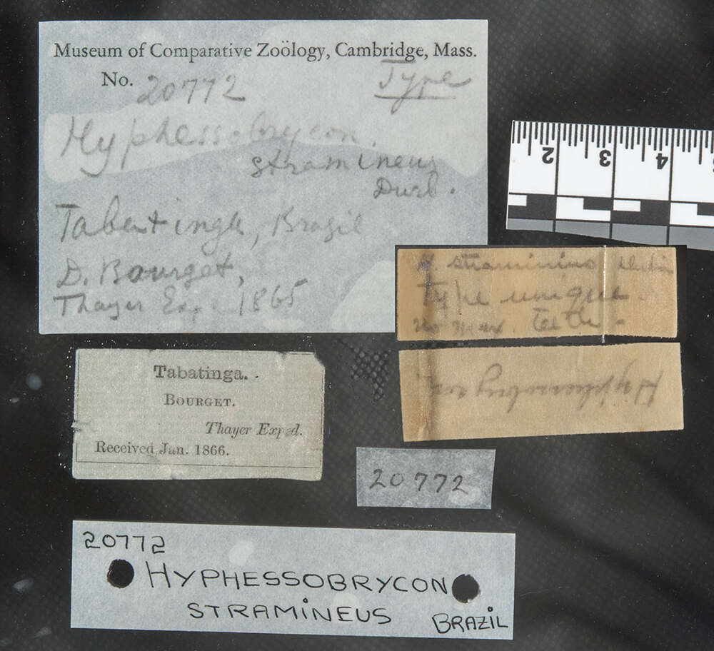 Image of Hyphessobrycon stramineus Durbin 1918