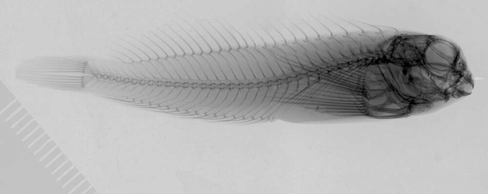 Image of <i>Entomacrodus margaritaceus</i>