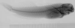 Image of <i>Entomacrodus margaritaceus</i>