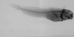 Image of <i>Entomacrodus margaritaceus</i>