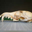 Image of Vulpes ferrilata Hodgson 1842