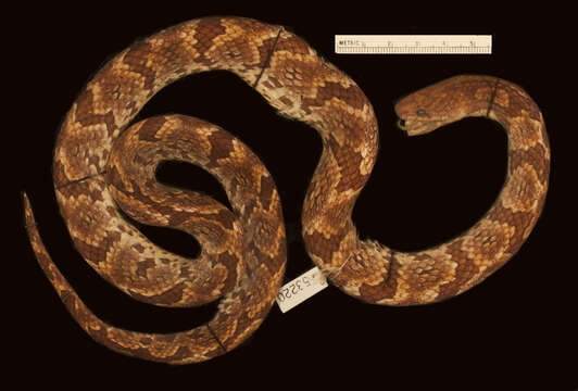 Image of Big Ground Snake