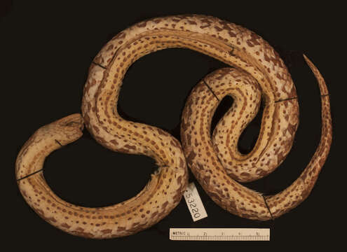 Image of Big Ground Snake