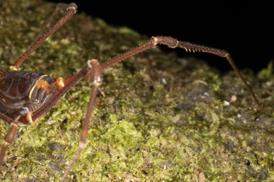 Image of <i>Phareicranaus calcariferus</i>