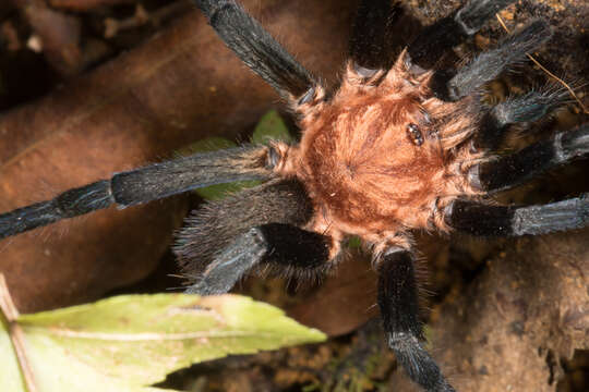 Image of tarantulas