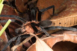 Image of tarantulas