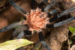 Image of tarantulas