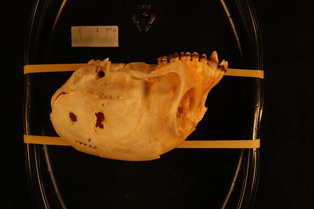 Image of Saban grizzled langur