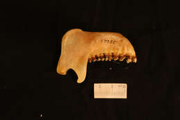 Image of Saban grizzled langur