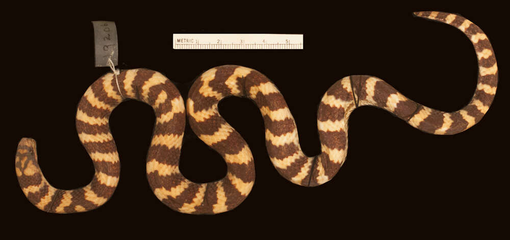 Image of Big Ground Snake