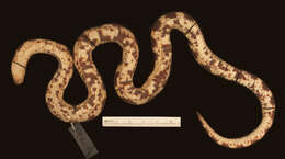 Image of Big Ground Snake