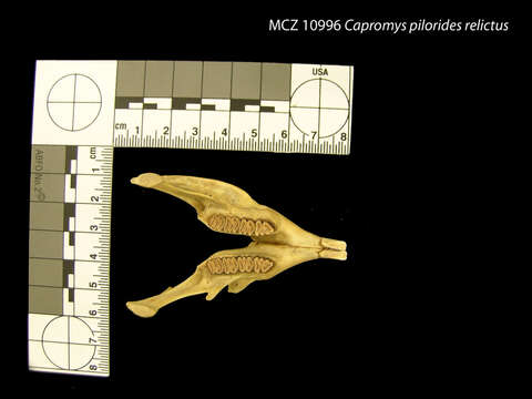 Image of Capromys pilorides relictus (Allen 1911)