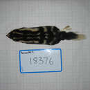 Image of <i>Spilogale putorius latifrons</i>