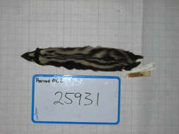 Ictonyx striatus striatus (Perry 1810) resmi