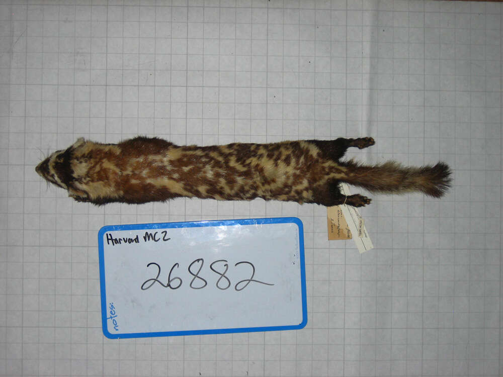 Image of Marbled Polecats