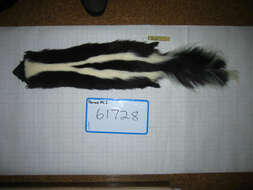 Image of Hooded and Striped Skunks