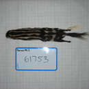 Image of <i>Spilogale putorius celeris</i>