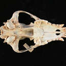 Image of Lycaon pictus lupinus Thomas 1902