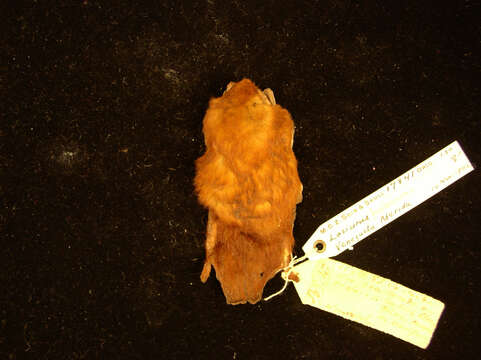 Image of Eastern Red Bat