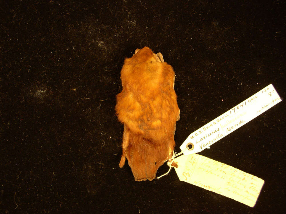 Image of Eastern Red Bat