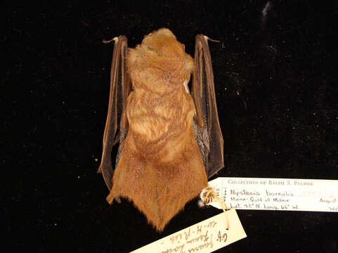 Image of Eastern Red Bat