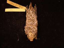 Image of Lasiurus subgen. Lasiurus Gray 1831