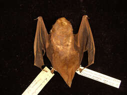 Image of Seminole Bat