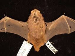 Image of Seminole Bat