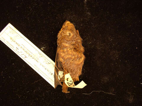 Image of Seminole Bat