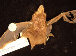 Image of Seminole Bat