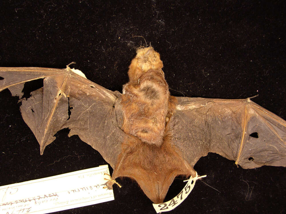 Image of Seminole Bat