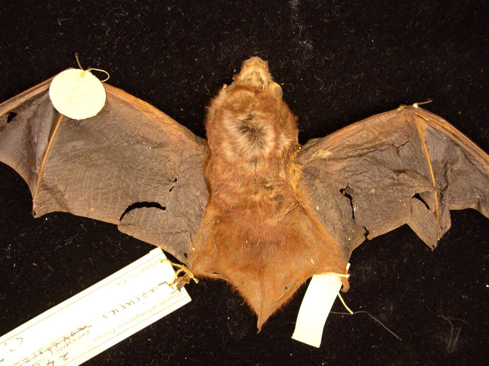 Image of Seminole Bat