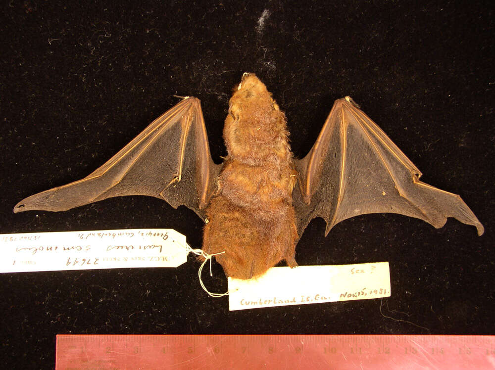 Image of Seminole Bat