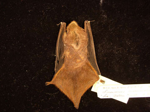 Image of Seminole Bat