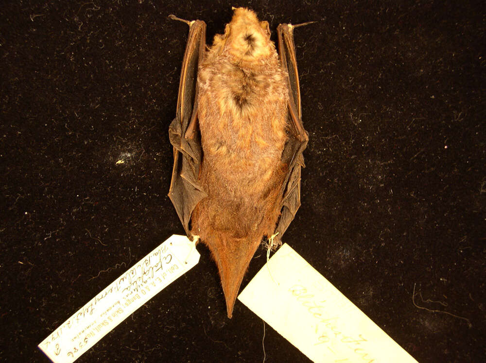 Image of Seminole Bat