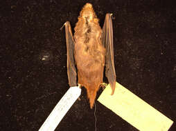 Image of Seminole Bat