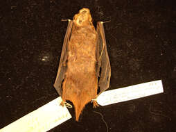 Image of Seminole Bat