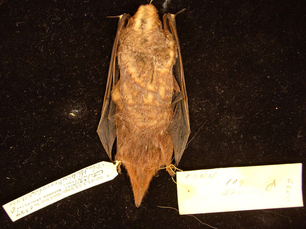 Image of Seminole Bat