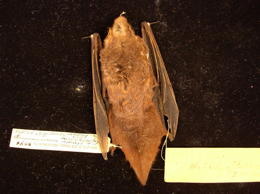 Image of Seminole Bat