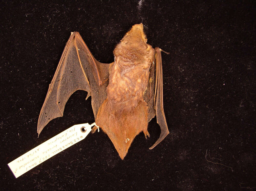 Image of Seminole Bat