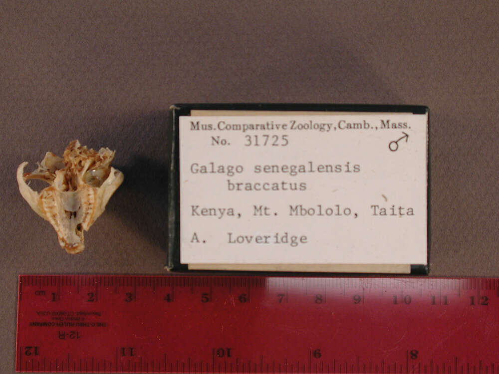 Sivun Galago senegalensis braccatus Elliot 1907 kuva