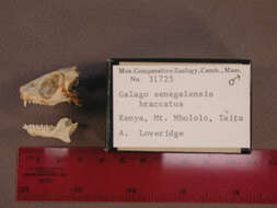 Image of Galago senegalensis braccatus Elliot 1907