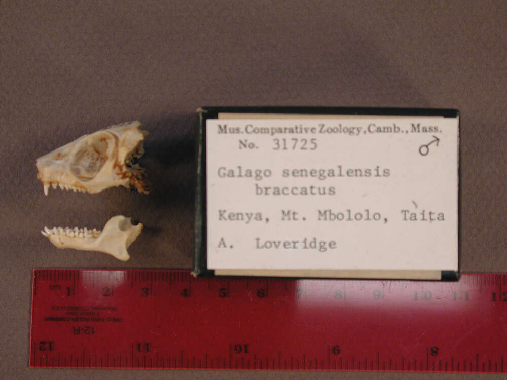Image of Galago senegalensis braccatus Elliot 1907