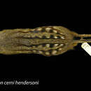 Sivun Rhynchocyon cirnei hendersoni Thomas 1902 kuva