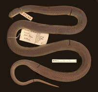 Image of Doria's Green Snake