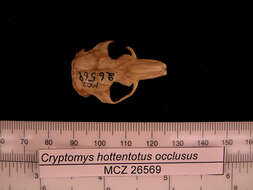 Image of Cryptomys hottentotus whytei Thomas 1897