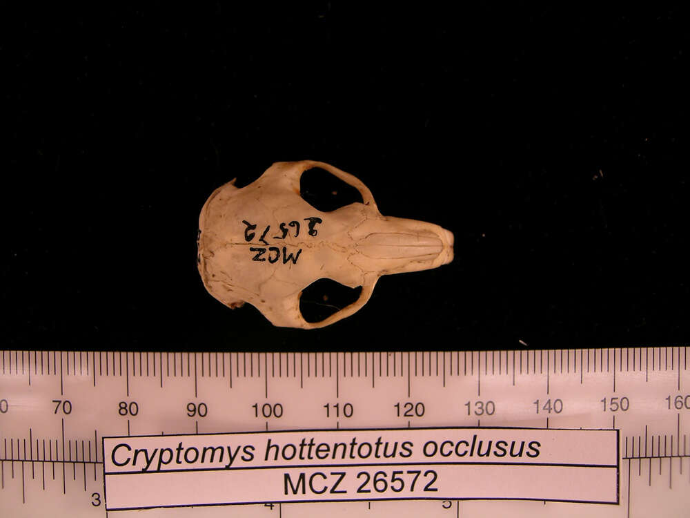 Sivun Cryptomys hottentotus whytei Thomas 1897 kuva