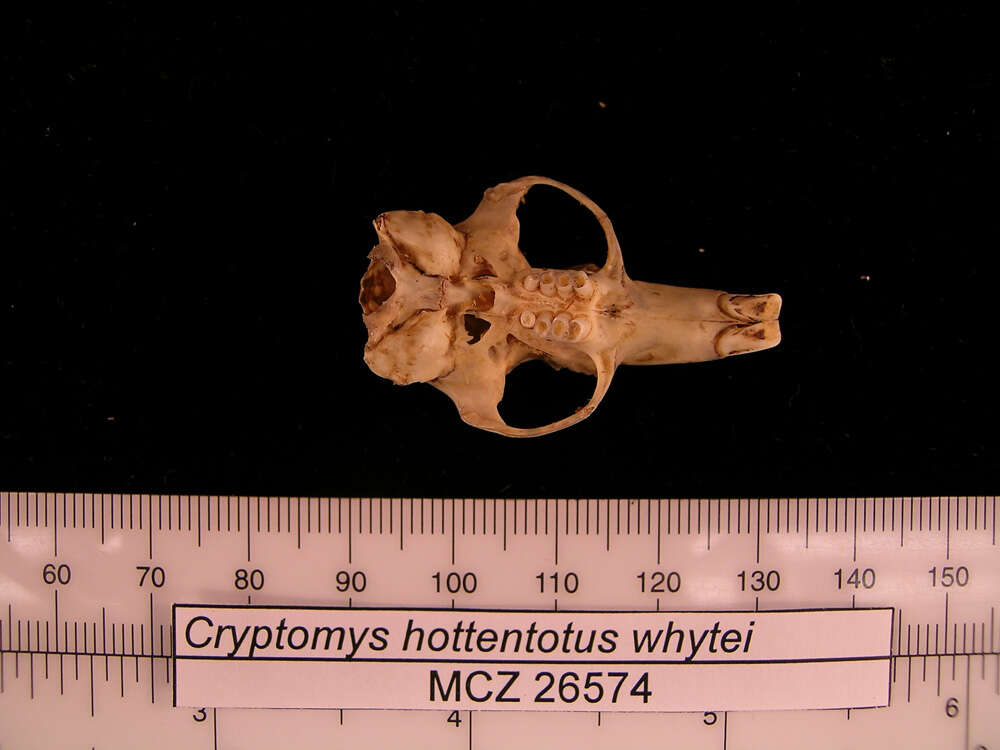 Image of Cryptomys hottentotus whytei Thomas 1897