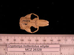 Sivun Cryptomys hottentotus whytei Thomas 1897 kuva